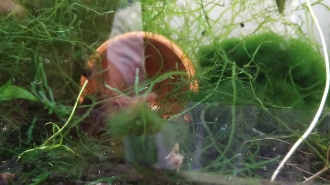 New Pair Of Wild Betta Api Api Spawning