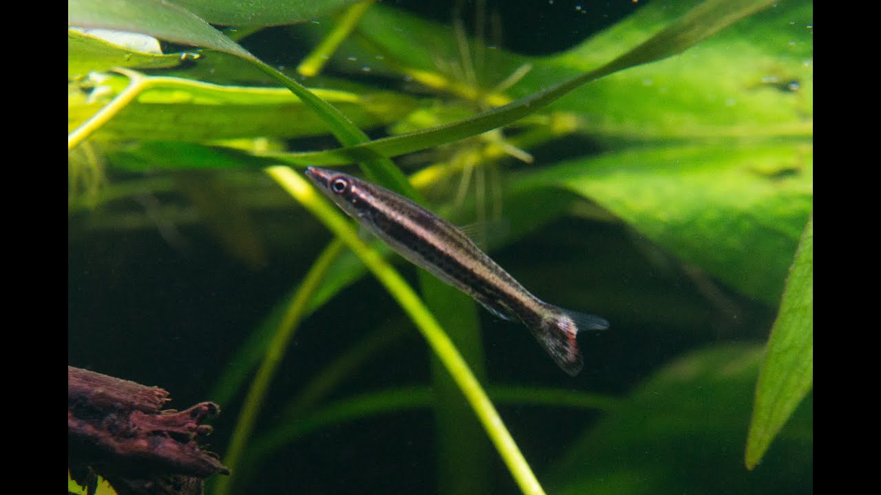 Nannostomus eques or Brown pencilfish