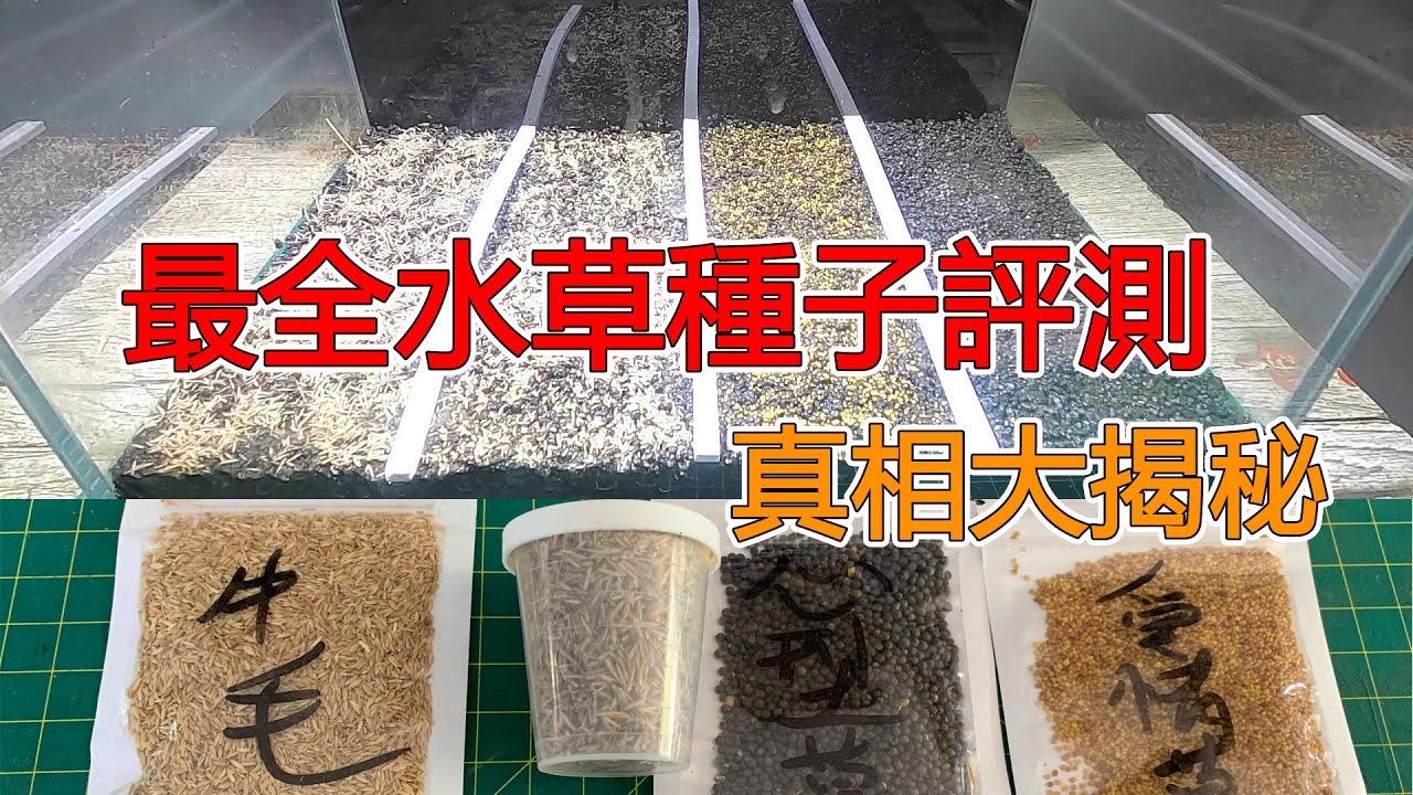 是騙局嗎？不用CO2的水草種子的真相大揭秘，最全水草種子評測|Evaluation of the most complete species of water grass seeds.
