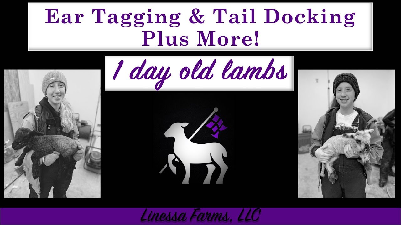 1 Day Old Lambs:  Ear Tagging, Tail Docking, and Shots!