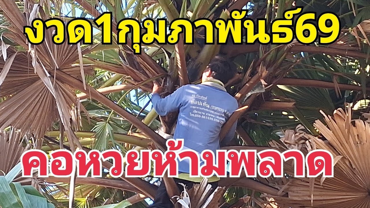 ต้นตาลแปลกคล้ายพญานาค@ดราม่า-ย6ฎ 