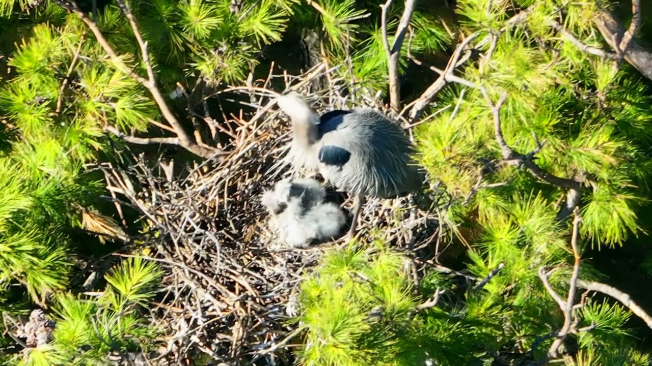 The Great Blue Herons Nestling Heronry Scenes  Episode 7