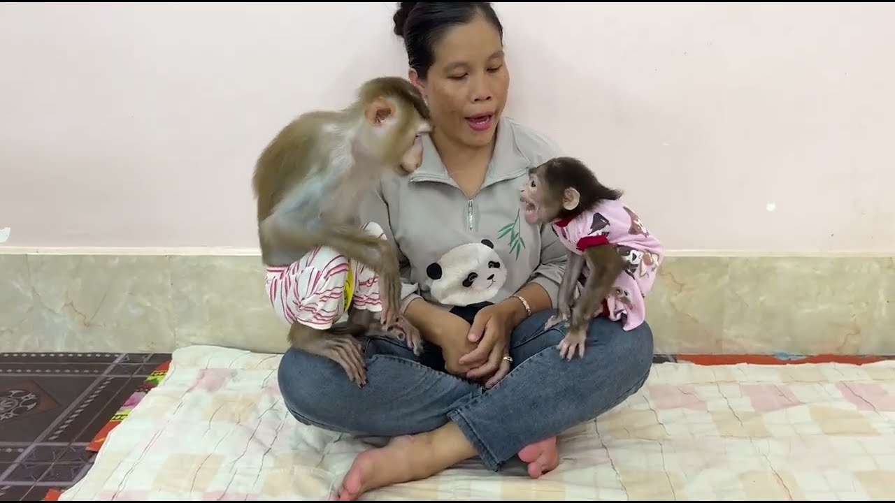 Most Jealousy Sister Kobie Scream Loud Very Angry To Chase Brother Sovan Away From Mom Much Jealousy