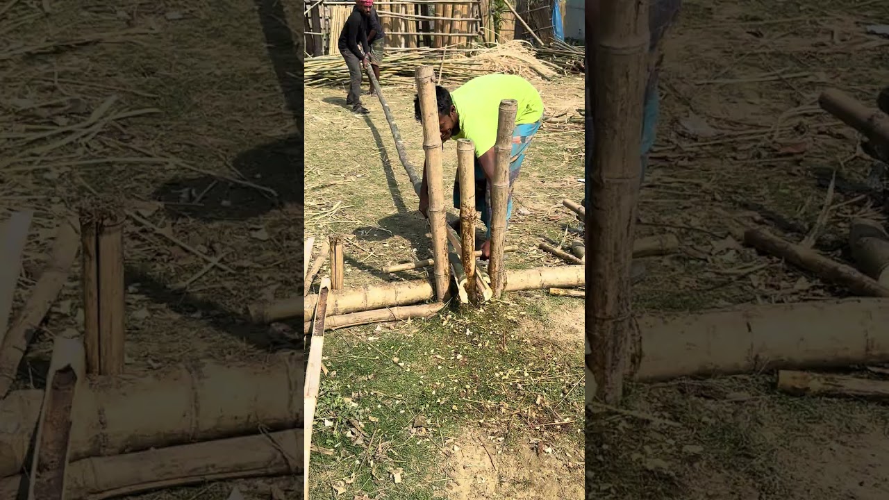 China is cracking bamboo#farming #agriculture