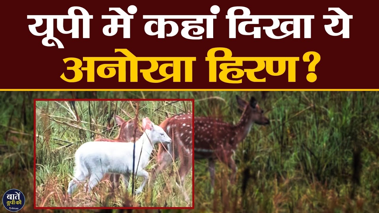 Bahraich के Katarniaghat Wildlife Sanctuary में पाया गया ख़ास प्रकार का हिरण || Photos हो रही Viral