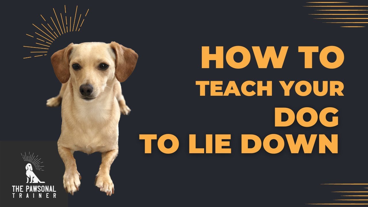 How to Teach your Dog To Lie Down