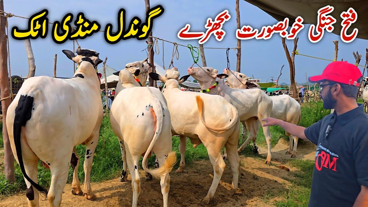 Fatehjangi Bulls Gondal Mandi Attock Update August 2025 | Domail Mandi 