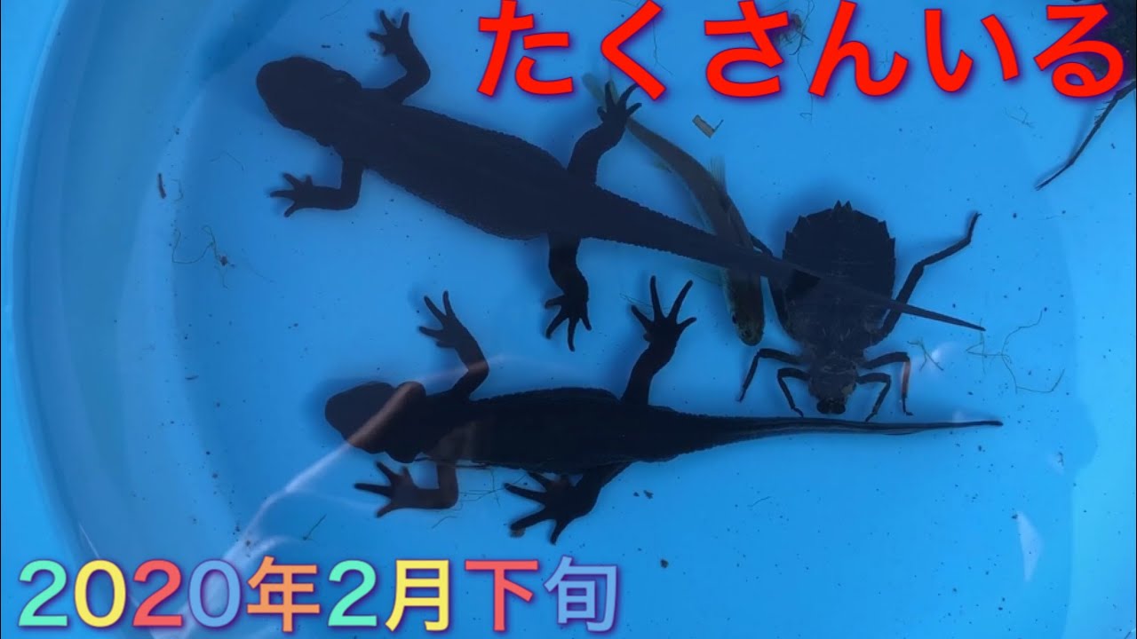 今年もアカハライモリ採集(2020年2月下旬)