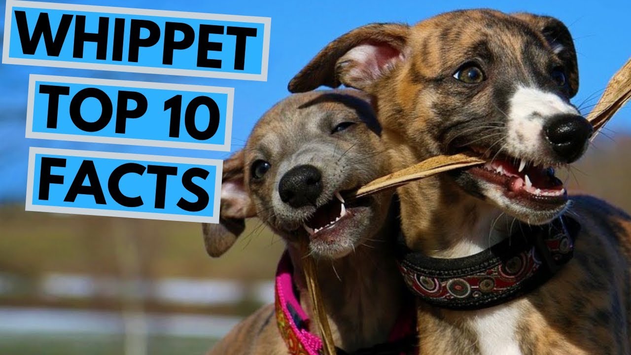 Whippet - TOP 10 Interesting Facts
