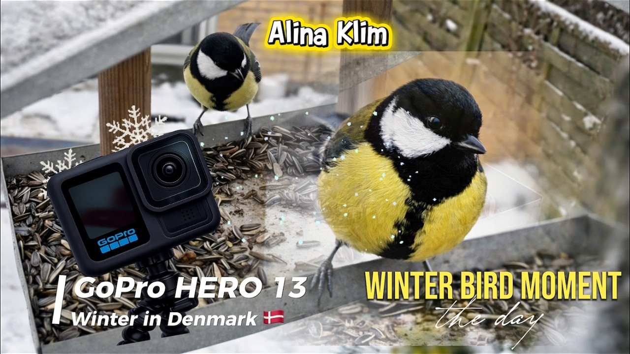 &ldquo;Winter Bird Moment in Denmark&rdquo; ❄️ Зимова мить з пташкою. 
