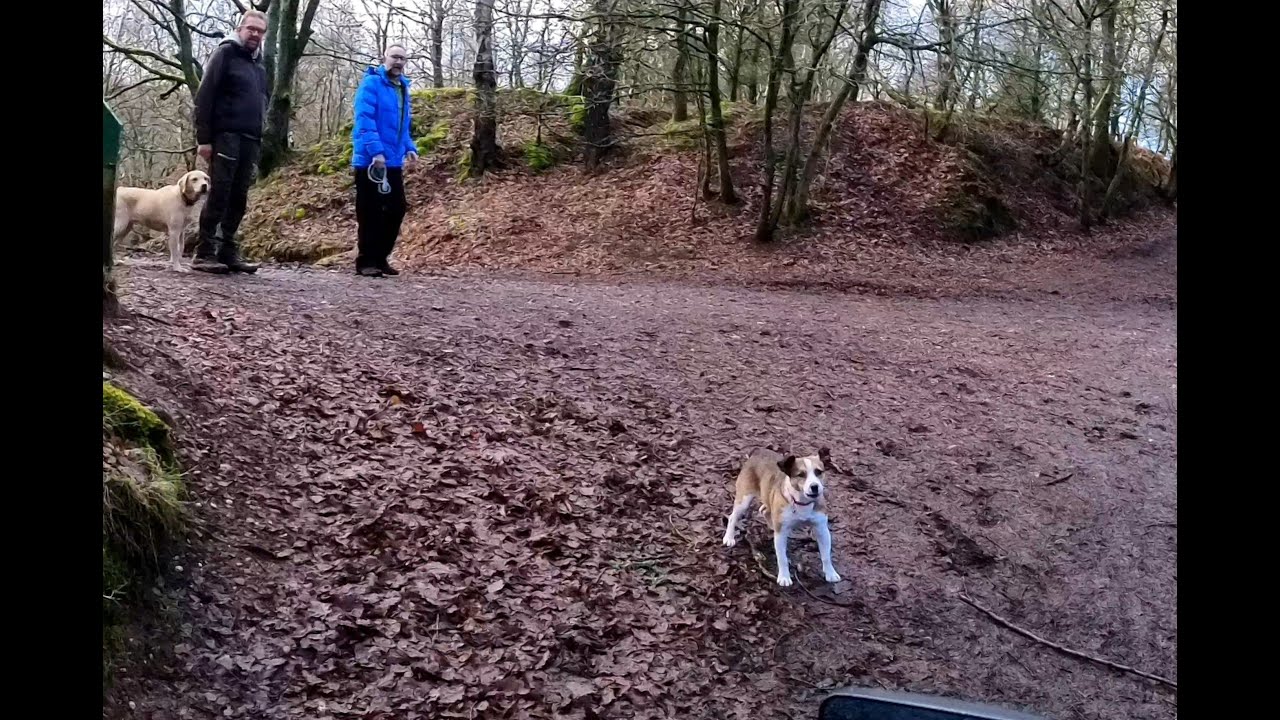 .. Told Off .. by a brave Chase beastie ..