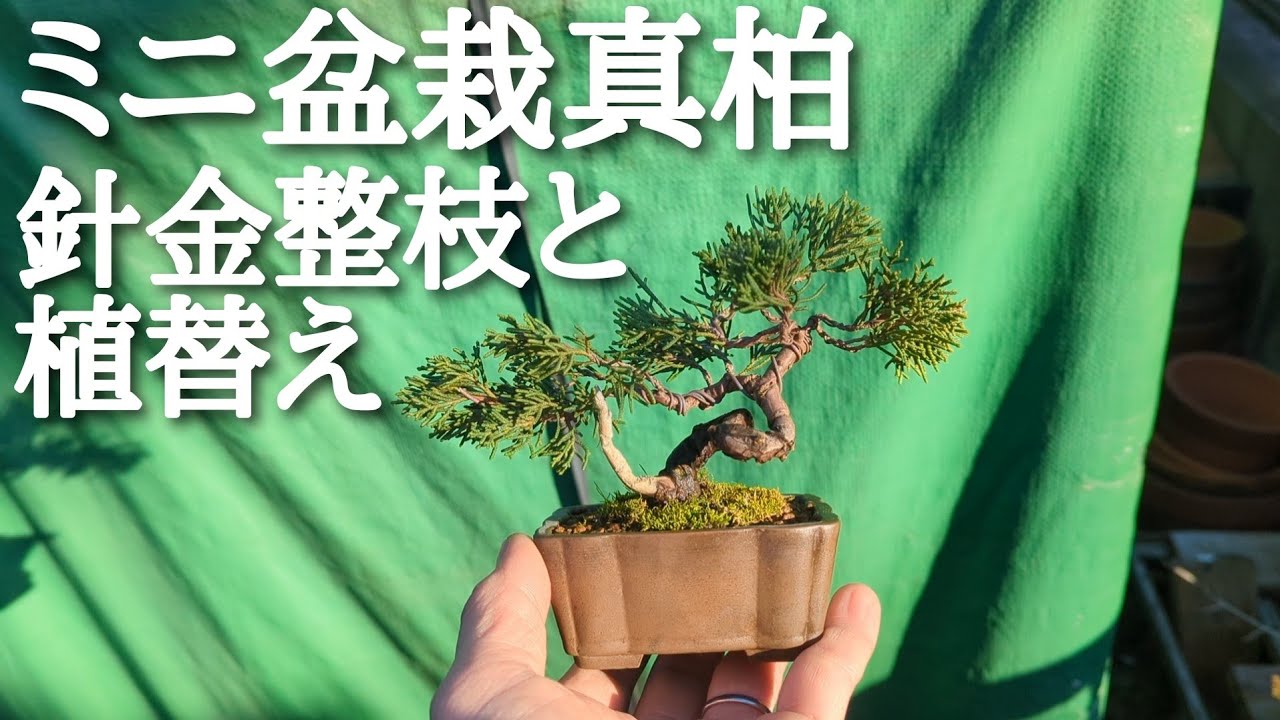 ミニ盆栽真柏針金整枝と植替え