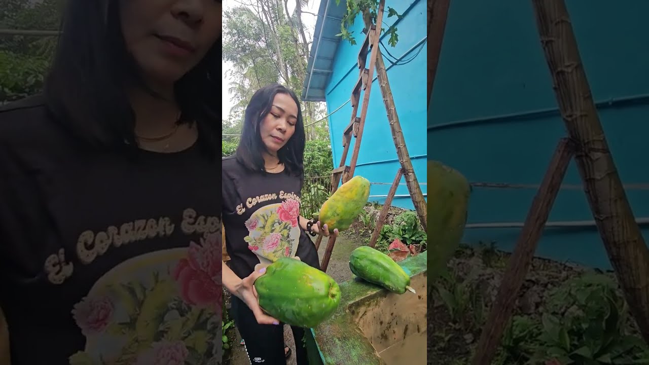MUSIM HUJAN LAPAR PANEN LABU SIAM DAN PEPAYA DI BELAKANG KONTRAKAN