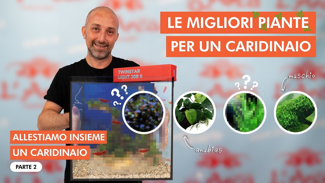 ALLESTIAMO INSIEME UN CARIDINAIO | PIANTUMAZIONE pt. 2 🦐🌱