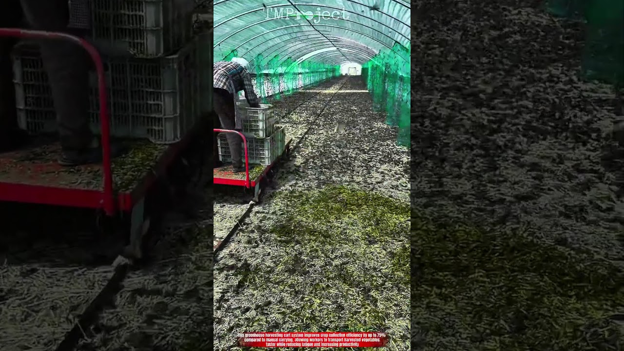 Innovative Greenhouse Harvesting Cart System: Efficient Crop Collection Transport