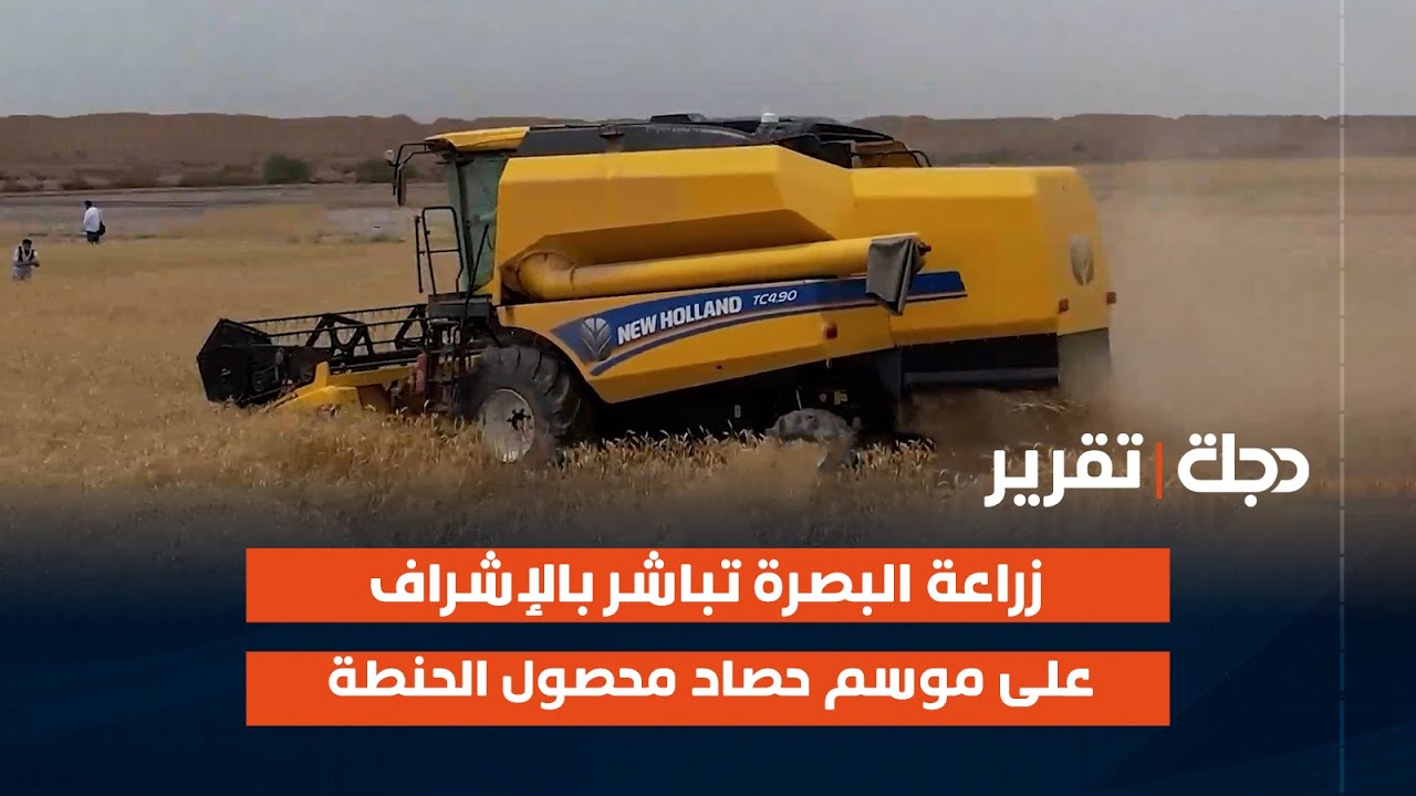 زراعة #البصرة تباشر بالإشراف على موسم حصاد محصول الحنطة
