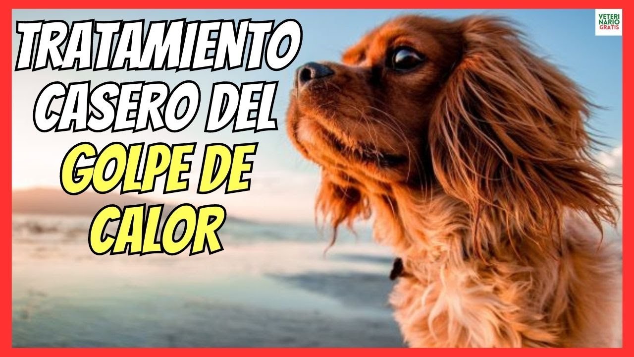 🔴 ¿CÓMO SOLUCIONAR UN GOLPE DE CALOR EN PERROS CON UN TRATAMIENTO CASERO? 🔴