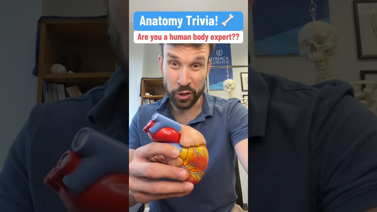 Anatomy Trivia! #anatomy #medicaleducation #anatomyquiz