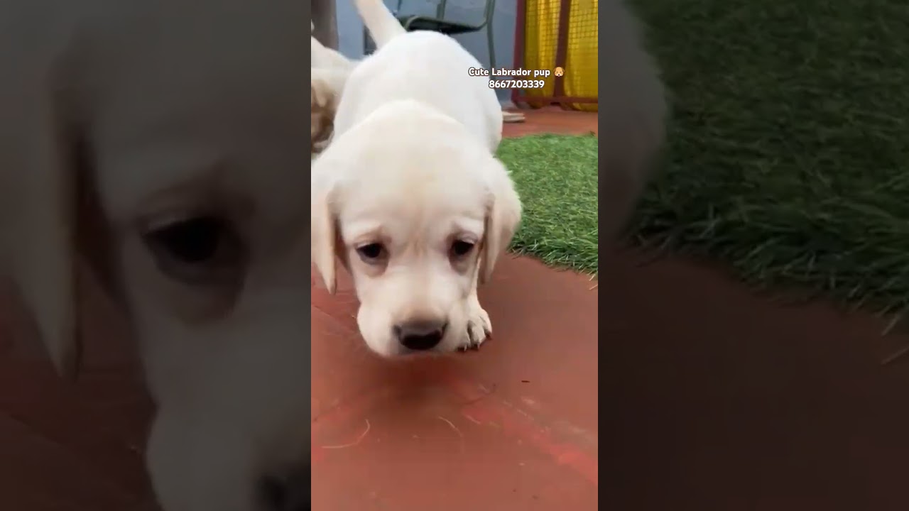Cute Labrador pup searching for forever home🏡 #8667203339 #petshub#labrador#mspetskennels#madurai
