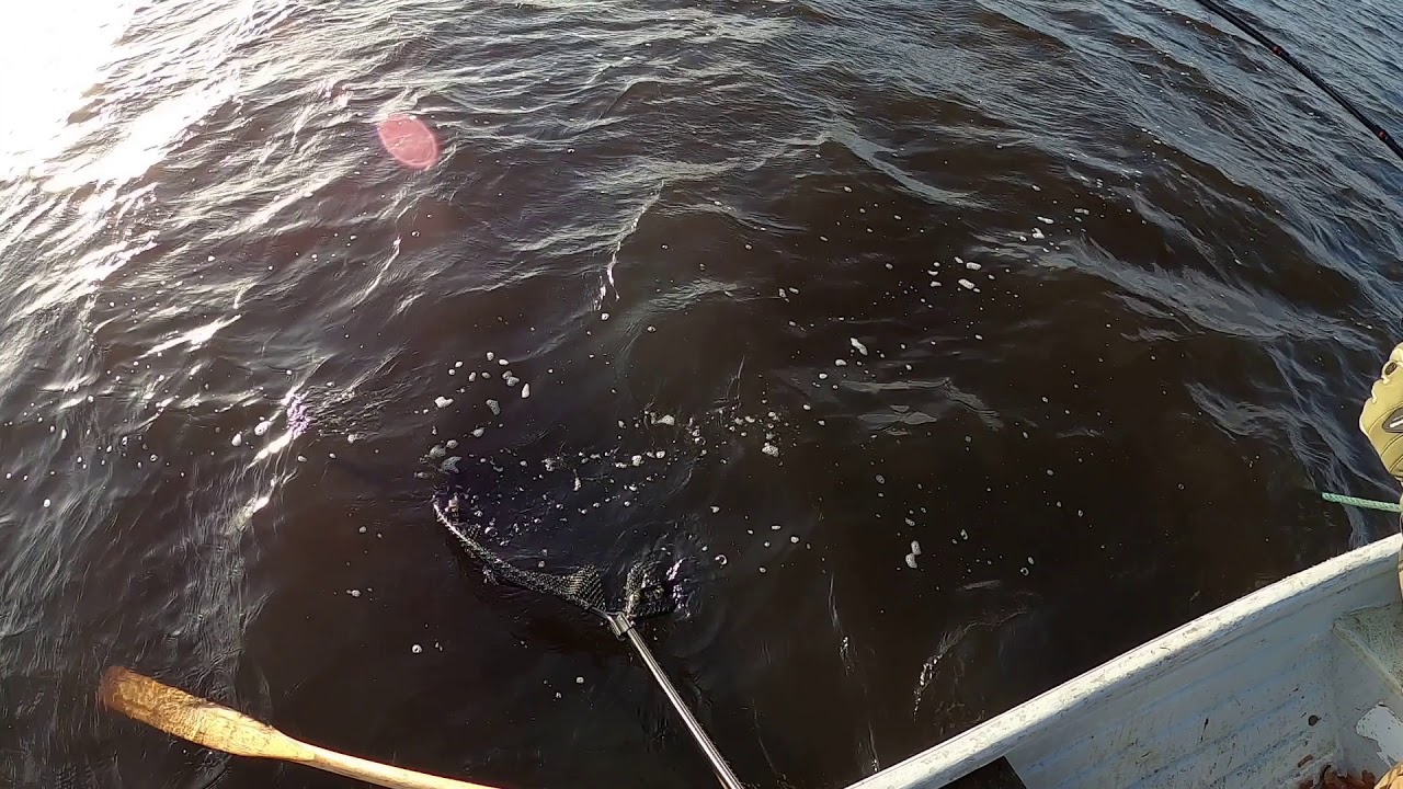 Zyciowka Michala 117cm