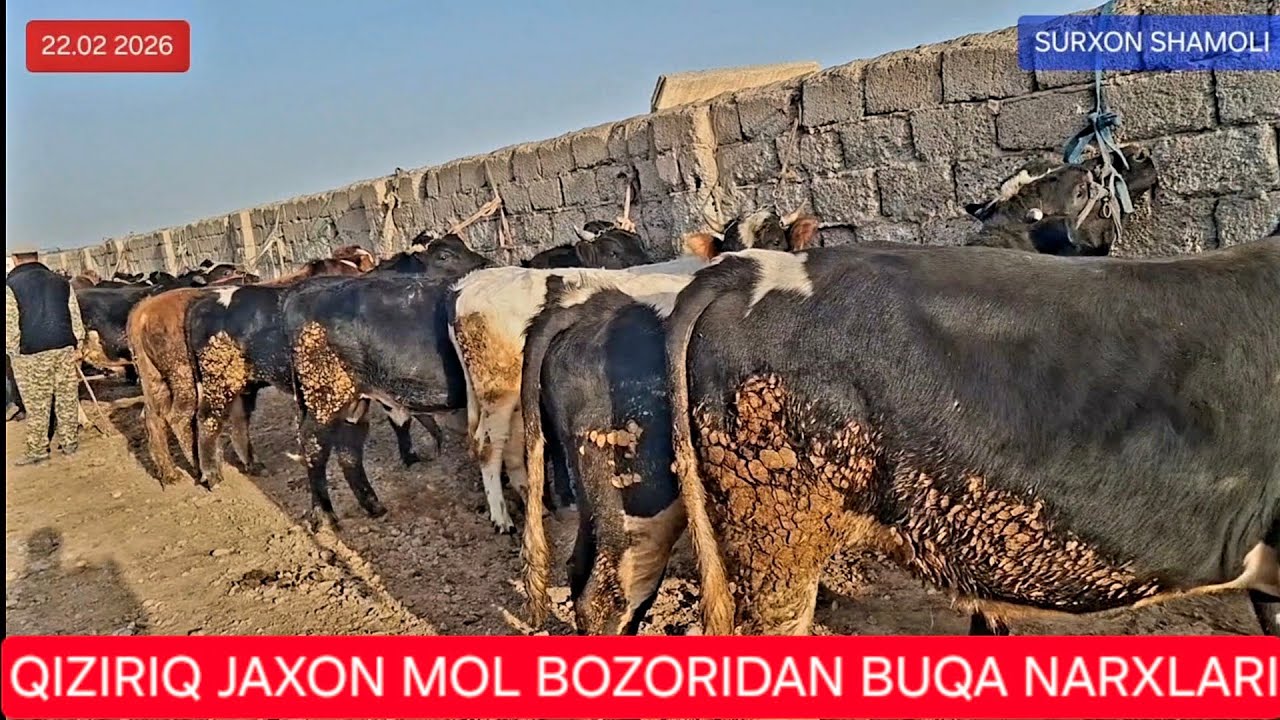 22.02.2026 QIZIRIQ JAXON MOL BOZORIDAN BUQACHA VA BUQA NARXLARI