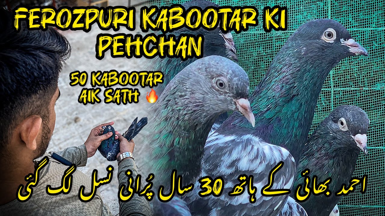 30 saal purani Ferozpuri nasal hath lag gae || Ferozpuri kabootar ki pehchan || 50 kabootar aik sath