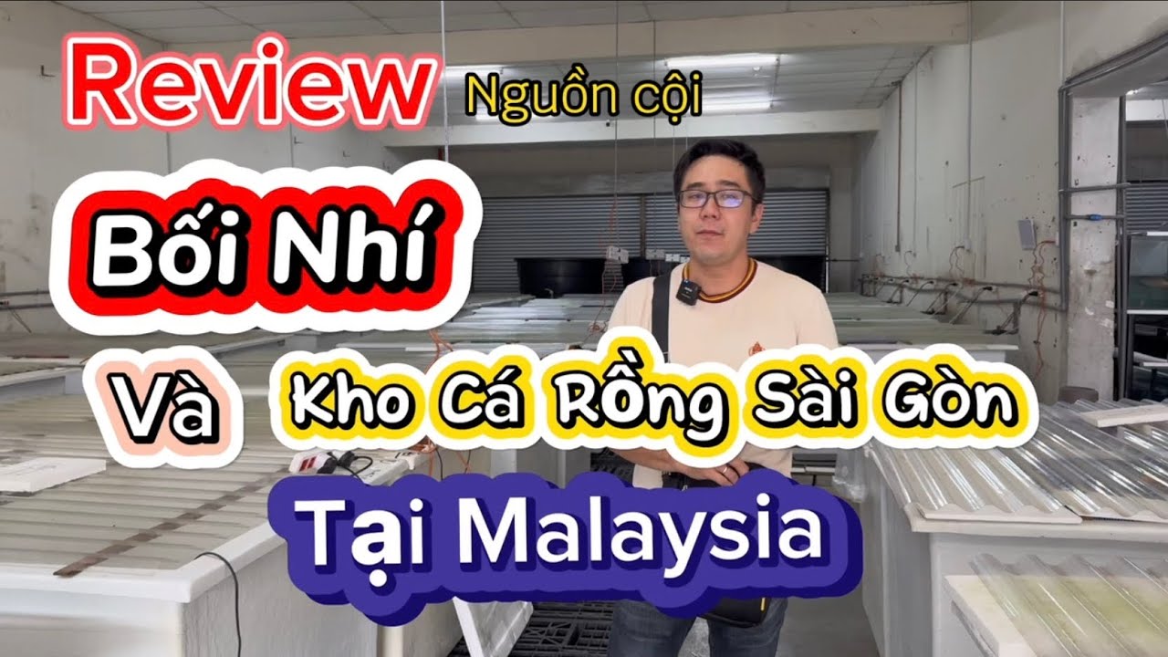 Bối Nhí Nguồn Gốc Thế Nào |KHO Cá Rồng Sài Gòn TẠI MALAYSIA