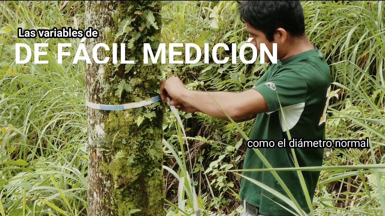 Estimación del volumen de un árbol