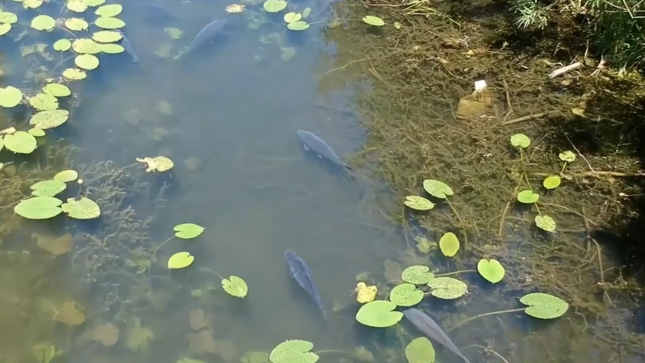 Freaky Carp Baits - Sommerkarpfen auf Sicht