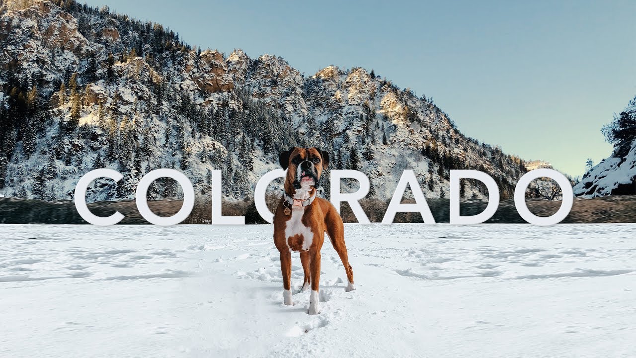 Road Trip With My Dog To Colorado 🏔 ASPEN, CO | Dog Vlog 🐾