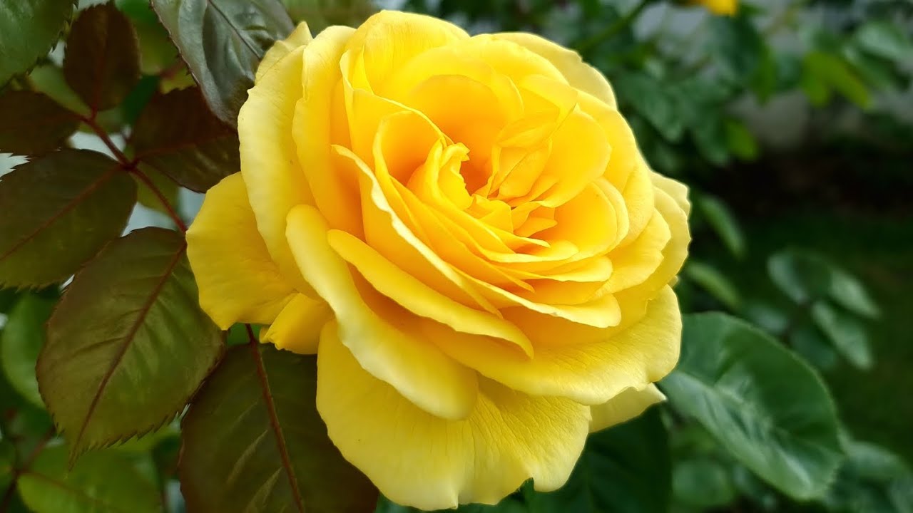 Arthur Bell - Floribunda Climbing Rose, Артур Белл - плетиста троянда флорибунда🌹