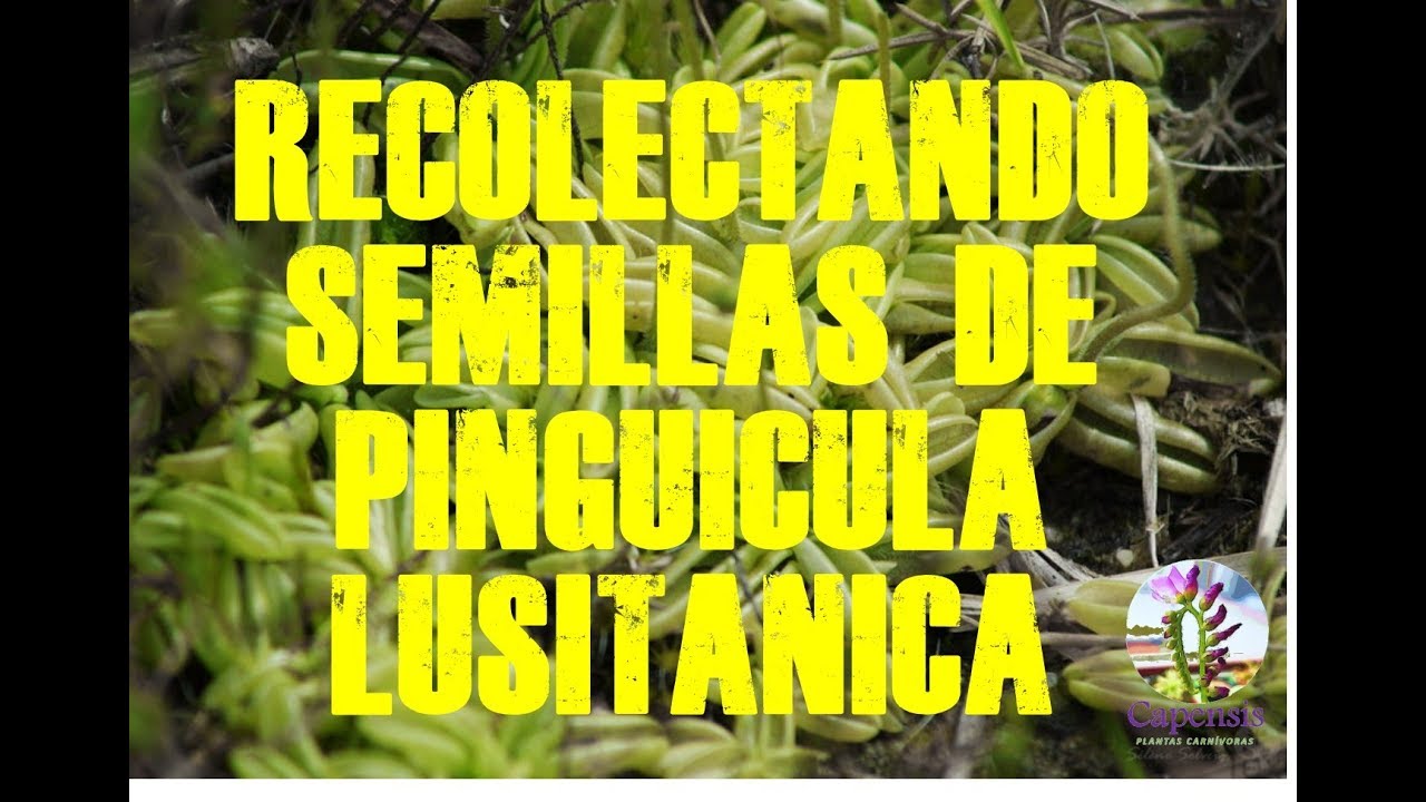Recolectando semillas de pinguicula lusitanica-Capensis Plantas Carnívoras