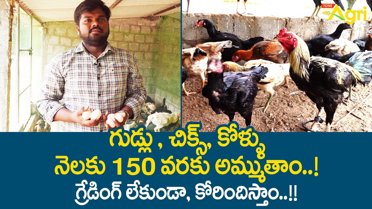 Baby Chicks, Hatching Eggs | గుడ్లు, చిక్స్, కోళ్ళు నెలకు 150 వరకు అమ్ముతాం..! Tone Agri