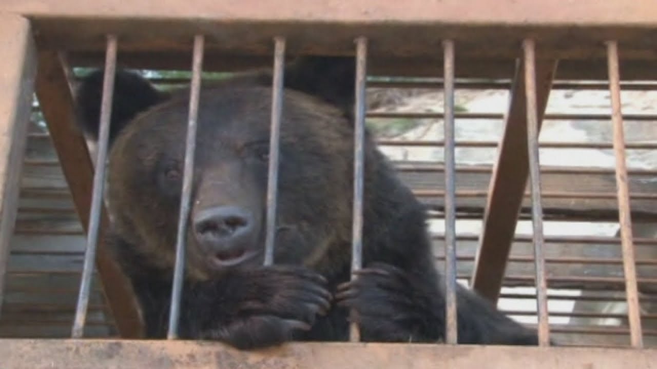 Russia sends two helicopters to rescue bears from a flood