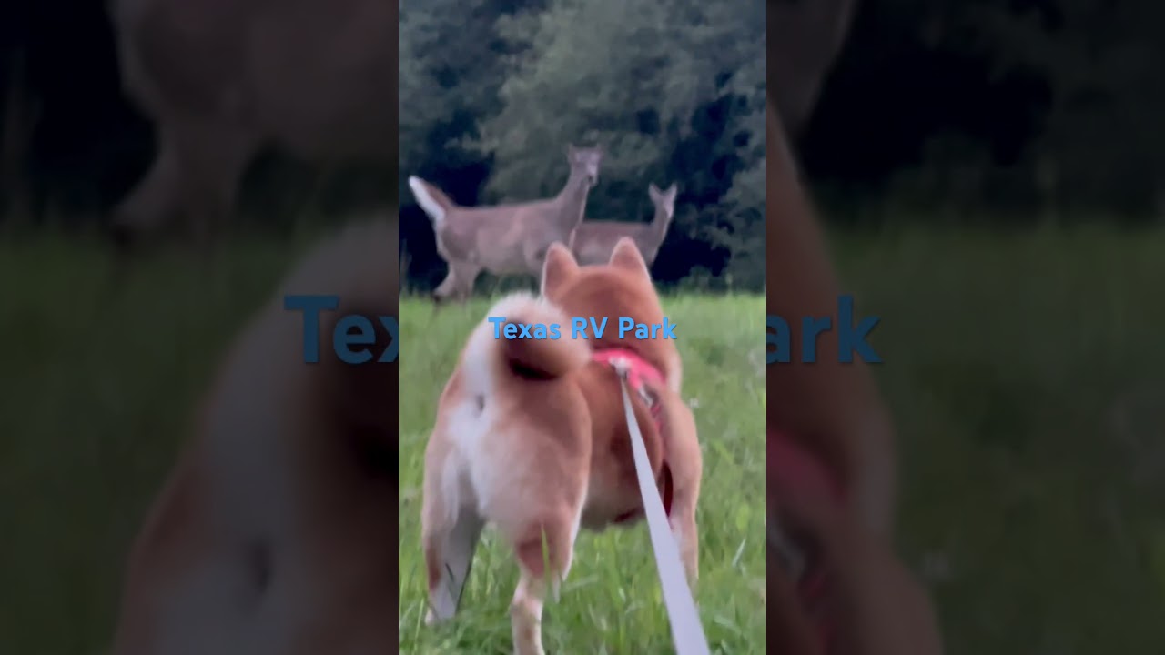 Texas RV Park. Deer vs my dog. A Beautiful Standoff 