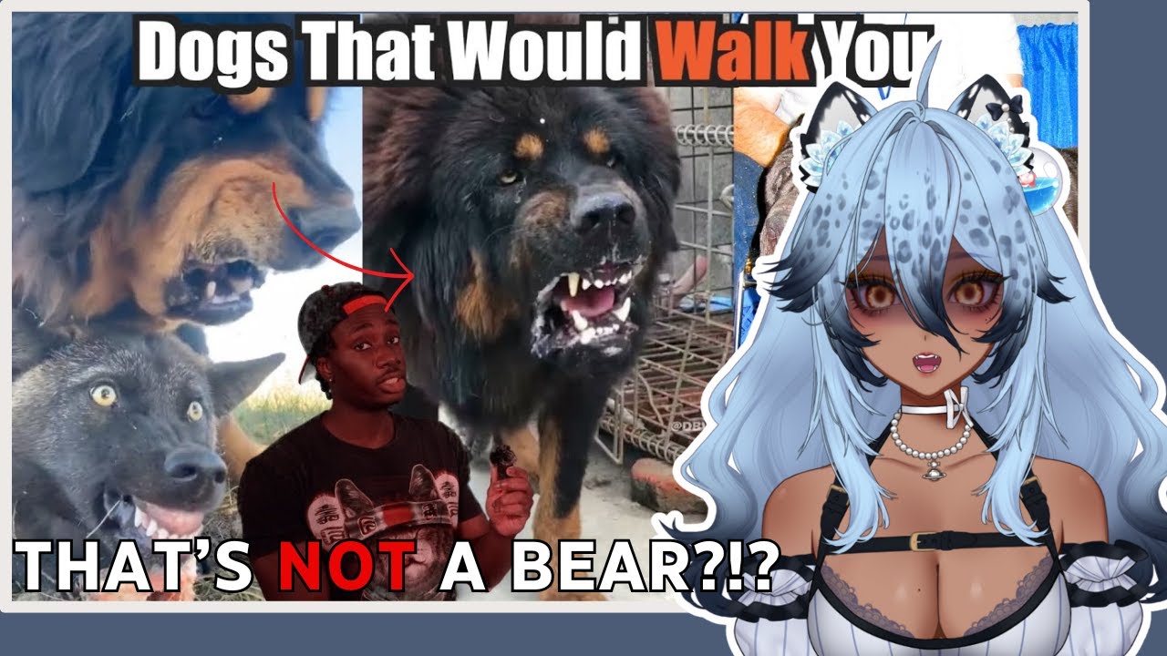 Snow Leopard Vtuber Learns About Big Dogs | Channie Reacts to Casual Geographic