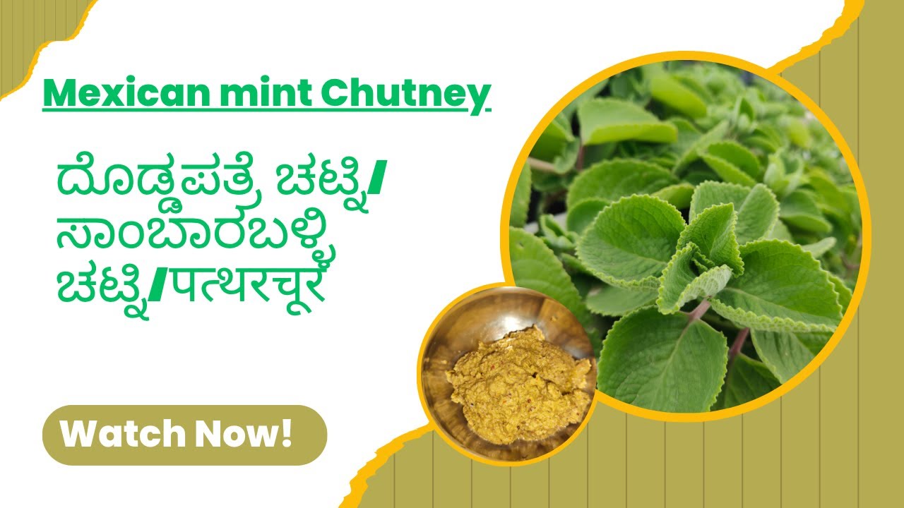 Mexican mint chutney/ ದೊಡ್ಡಪತ್ರೆ ಸೊಪ್ಪು/ಸಾಂಬಾರ್ ಬಳ್ಳಿ#mexicanmint #chutney #food #viralvideo #vegan