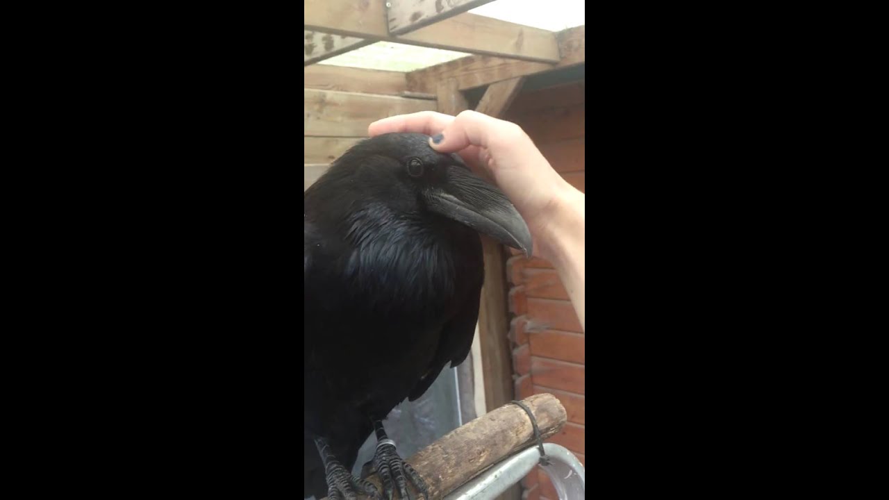 How to pet a Raven