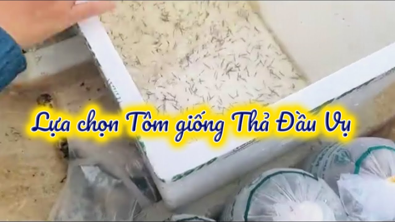 Đất 7 công, thu nhập Tôm-Cua được 180 triệu nhờ chọn Sú gia hóa và Nuôi theo quy trình Trí hướng dẫn