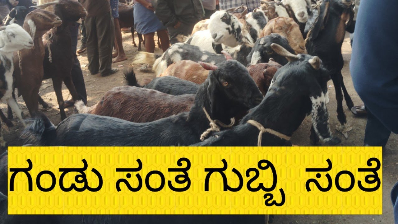   ಭರ್ಜರಿ ಸಂತೆ ಗುಬ್ಬಿ ಮರಿ ಸಂತೆ@agrianimals# 16*2*2026