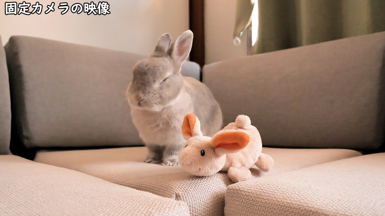 お留守番中、ぬいぐるみと遊びながら飼い主の帰りを待つも途中で切なくなってるウサギさんに胸がきゅっとなる・・・