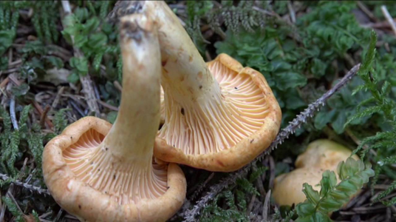 Cantharellus cibarius @ Conoscere i funghi 22.09.2016