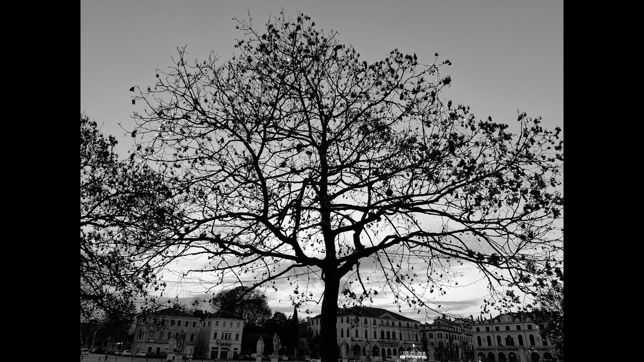 1947. 20250309 - Collective work - La majesté des arbres - montage Arcangelo Vincent Scalici