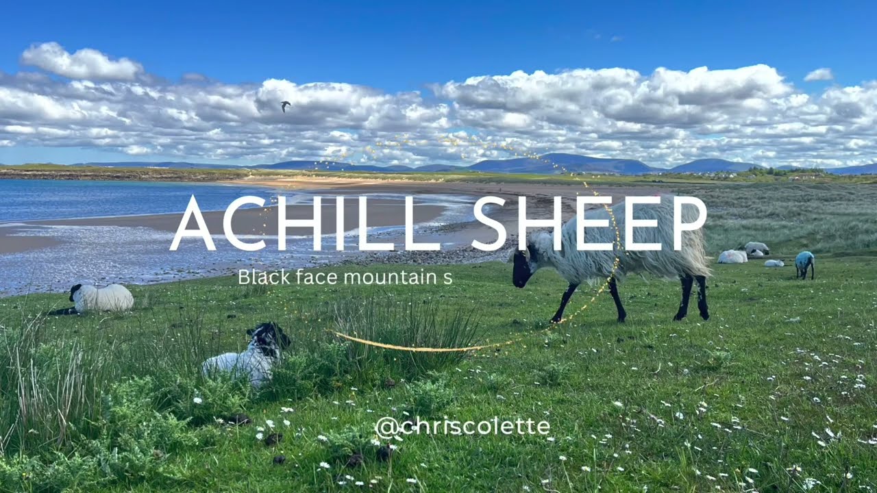 Achill Mountain Sheep 🐑 🐑| Achill Island | Blackface Sheep | 瞓唔著?入黎數下呢度有幾多隻阿基爾島黑面山羊 🤯🤯