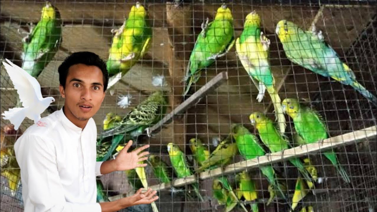 Buy New Kabooter | Lahore Birds Market