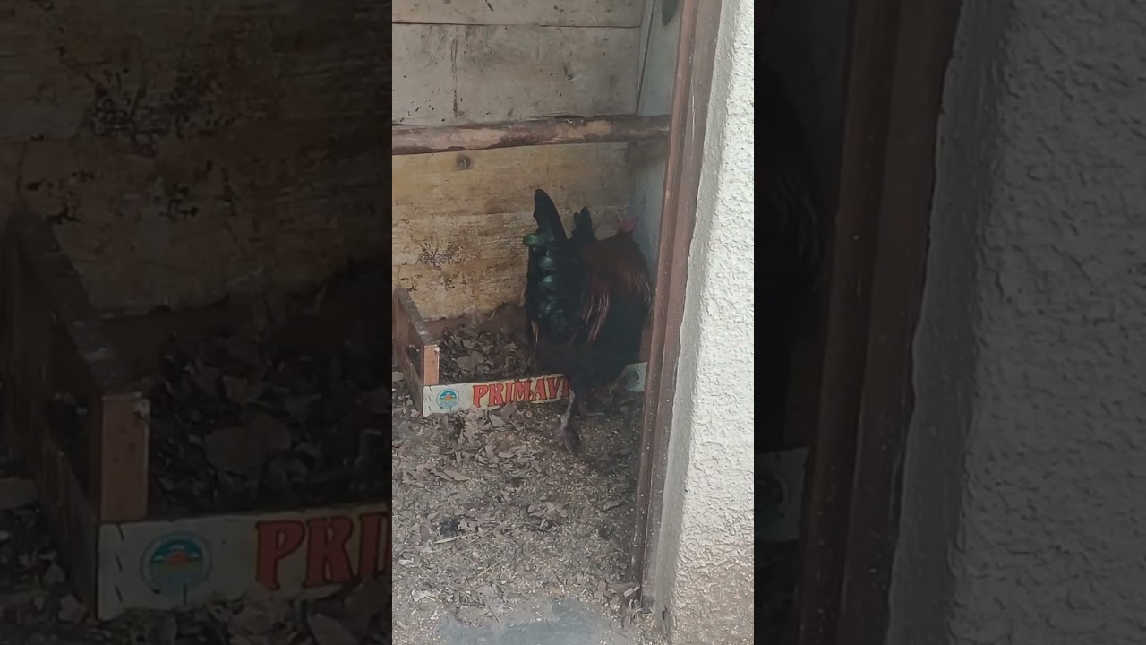 Gallo e gallina 