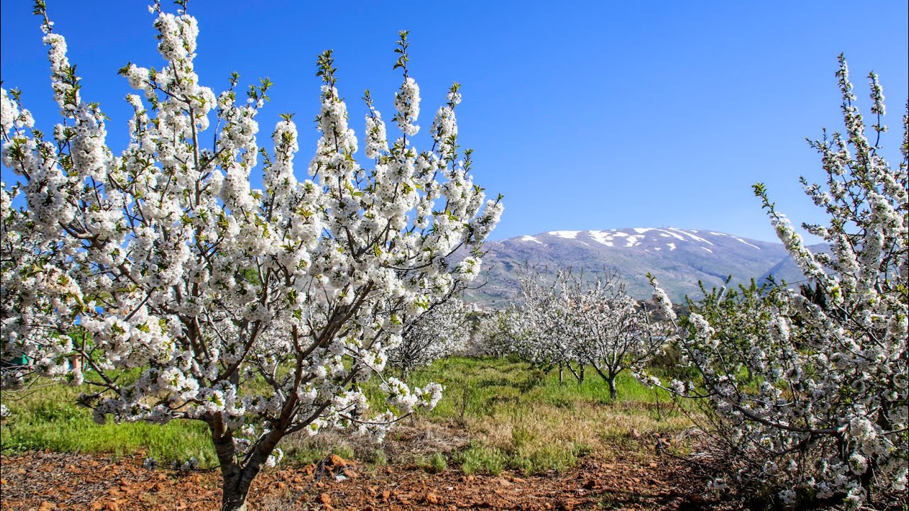 פריחת הדובדבן רמת הגולן ומורדות החרמון 🍒 Cherry Blossom