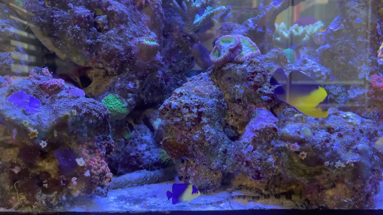 Second tank bred Purple Masked Angelfish (Paracentropyge venusta) first meeting