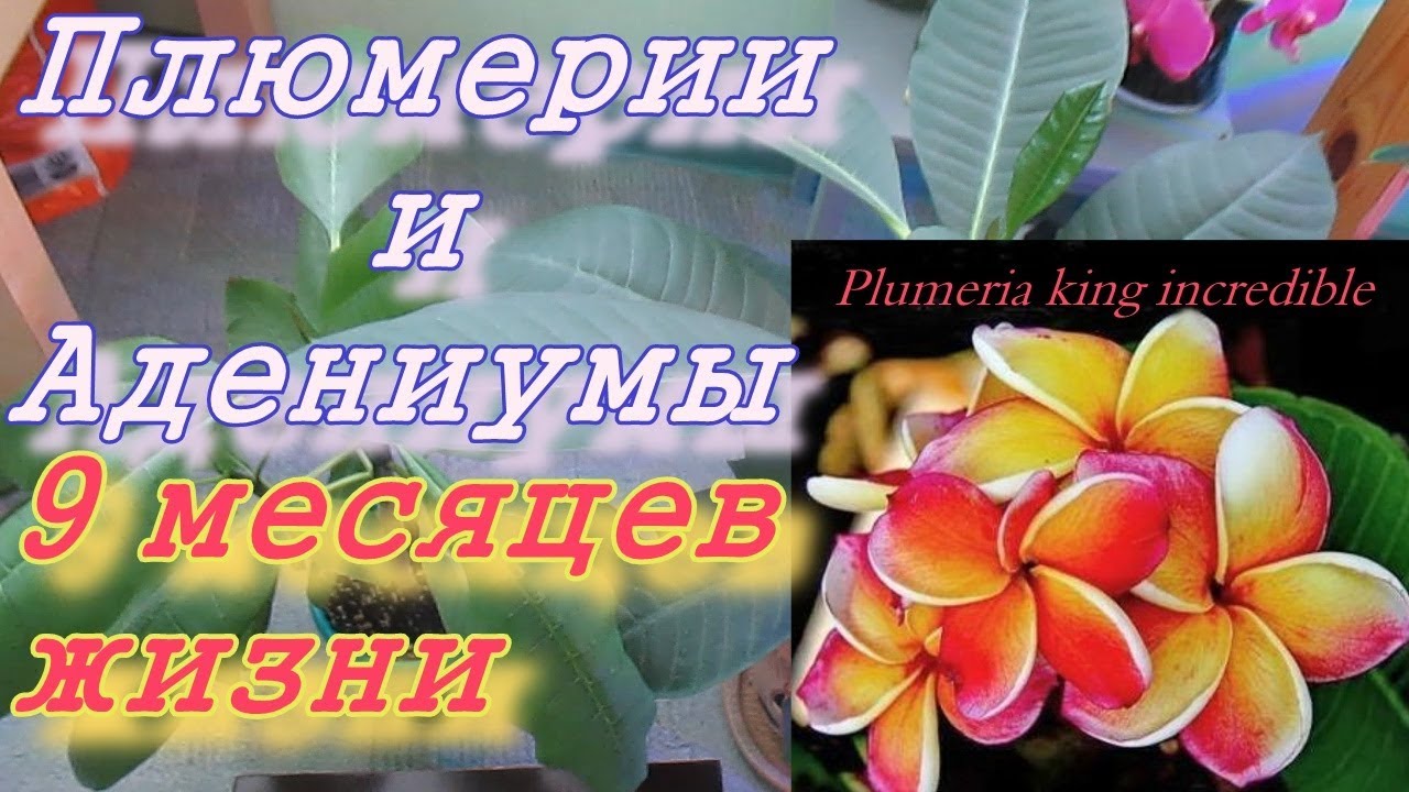 Адениум и плюмерия. 9 месяцев назад и сейчас.