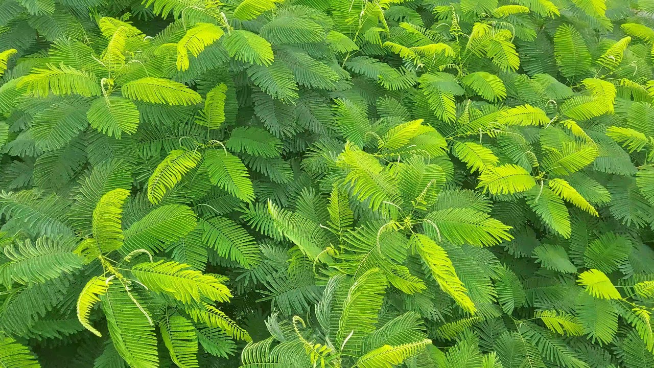 [4K] Natural Tree Leaves Background title video | Footage